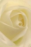 This engaging close-up leads the imagination straight into the tender heart of a cream-white rose, the spiral of each petal unfolding softly as if cradling you within Pimlico's peaceful ambience. Faint, reflective light traces the flower's velvety curves, while matte, translucent edges glisten subtly, reminiscent of dewdrops resting on the gardens of Vincent Square. Gentle shadows emphasize the bloom's layered grace, creating a serene, almost meditative depth. The overall impression is one of calm and reverence-the type of quiet peace often found at dawn in Pimlico. As a florist, one senses that this rose was chosen with intention: to comfort, to honour, or to bless a special moment with purity and hope. Its mild, sweet fragrance and flawless composition capture both the artistry and emotional sensitivity integral to arrangements designed for local families, celebrations, or thoughtful same-day deliveries across Pimlico. More than a flower, this rose is an invitation to experience beauty, compassion, and skilled craftsmanship through every precisely placed petal.